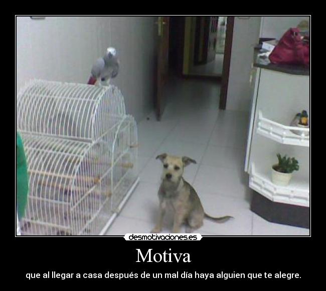 Motiva - que al llegar a casa después de un mal día haya alguien que te alegre.