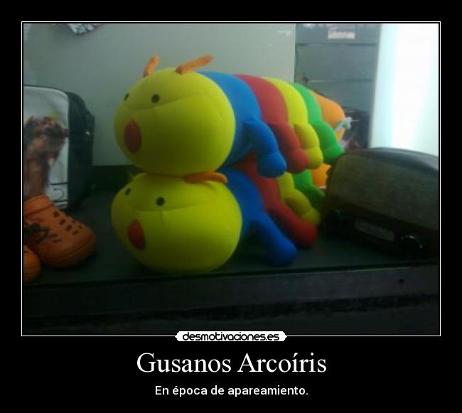 Gusanos Arcoíris - En época de apareamiento.