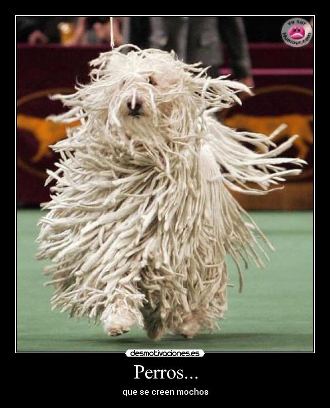 Perros... - que se creen mochos