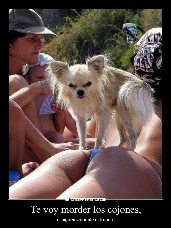 Te voy morder los cojones, -