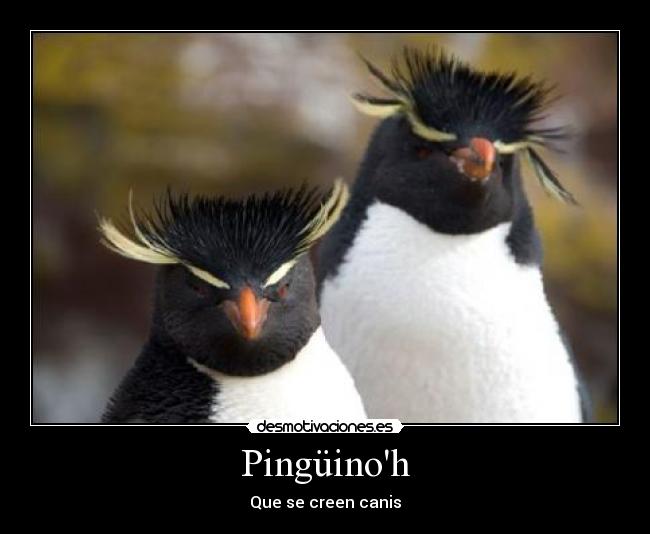 Pingüinoh - 