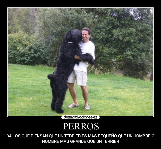 PERROS - PARA LOS QUE PIENSAN QUE UN TERRIER ES MAS PEQUEÑO QUE UN HOMBRE O UN
HOMBRE MAS GRANDE QUE UN TERRIER