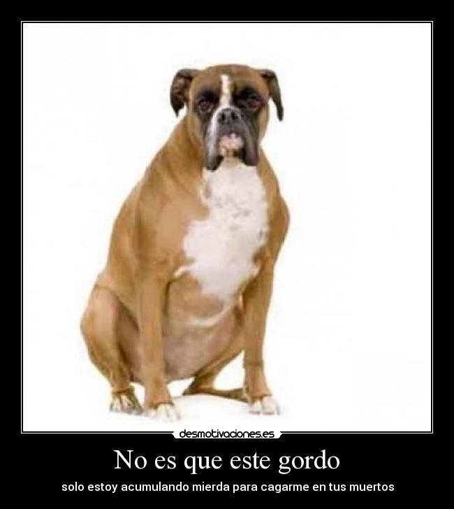 No es que este gordo -