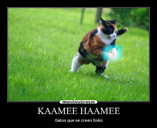 KAAMEE HAAMEE - 