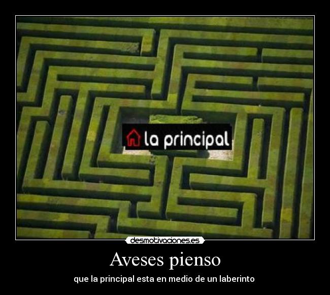 Aveses pienso - 