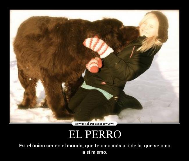 EL PERRO - 