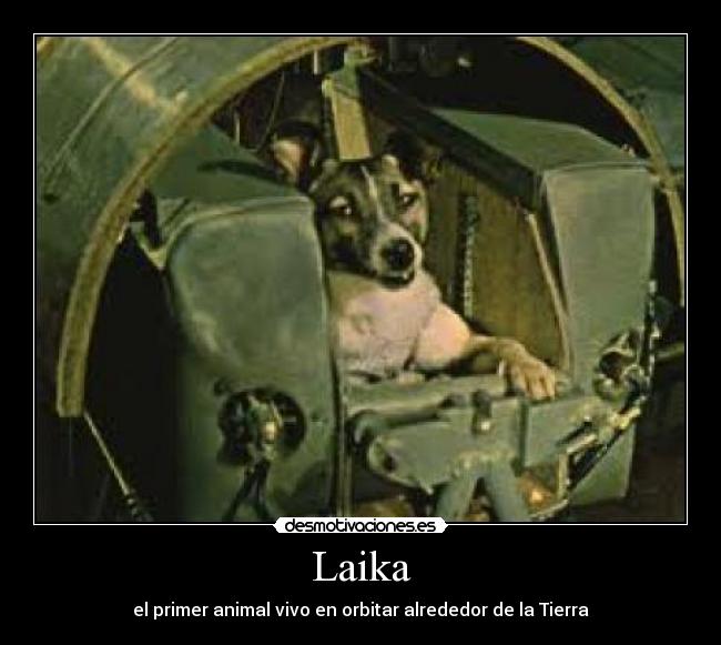 Laika -