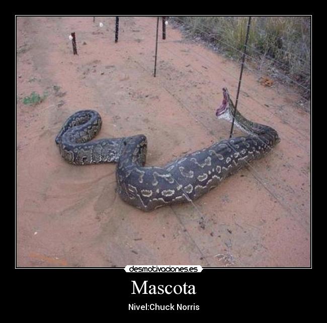 Mascota -