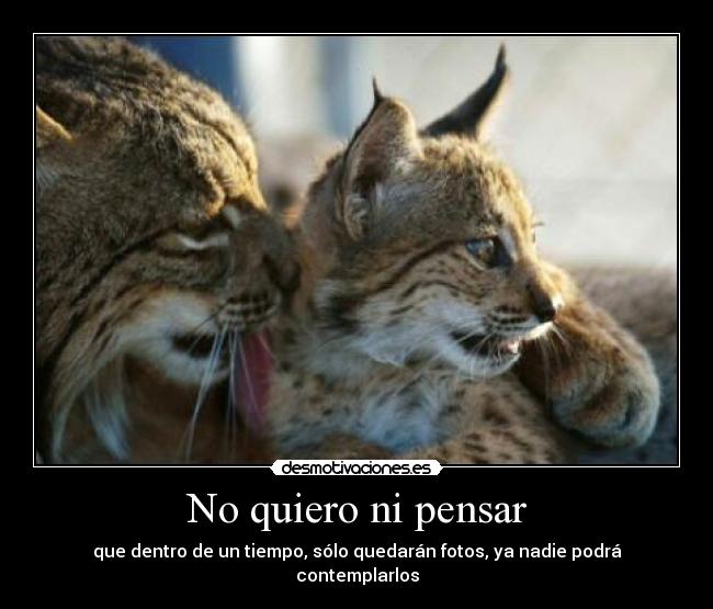 No quiero ni pensar -