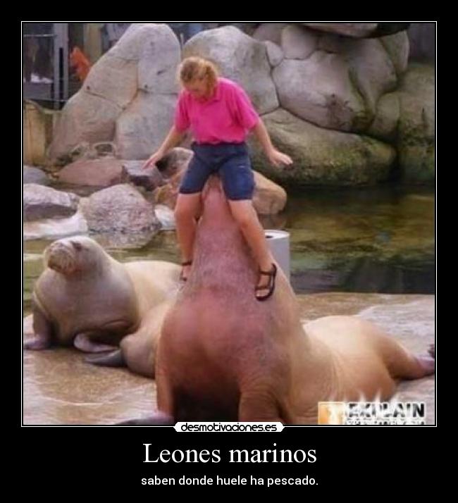 Leones marinos - saben donde huele ha pescado.
