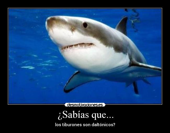 ¿Sabías que... - los tiburones son daltónicos?