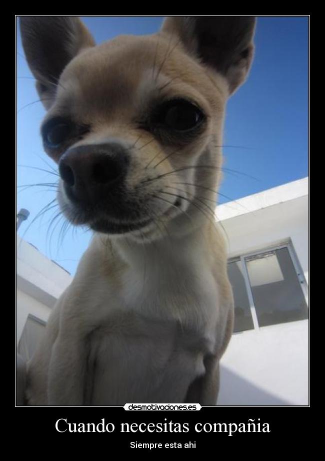 Cuando necesitas compañia -