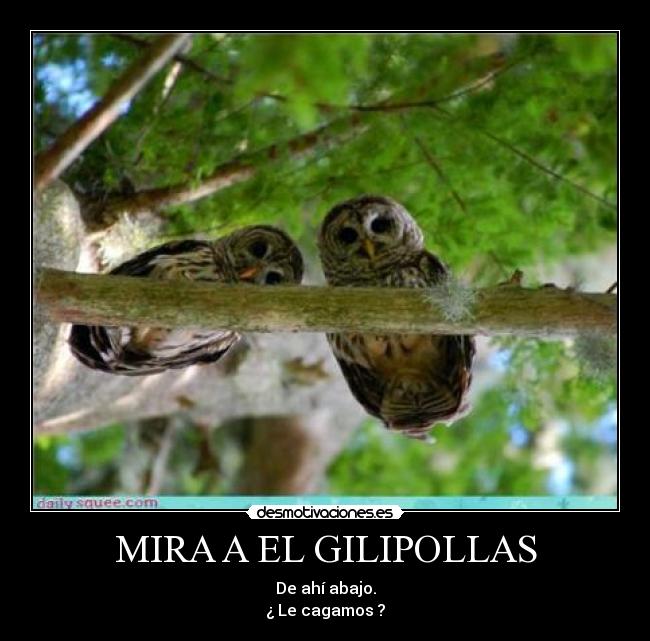 MIRA A EL GILIPOLLAS - 