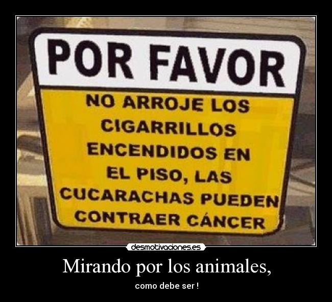 Mirando por los animales, - como debe ser !