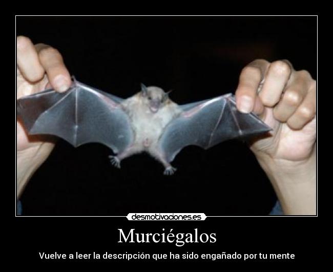 Murciégalos - 
