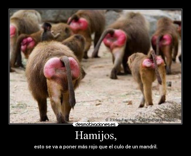 Hamijos, - 