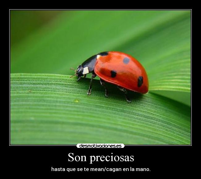 Son preciosas -