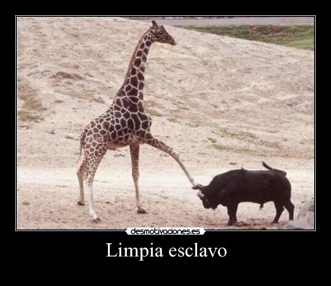 Limpia esclavo - 