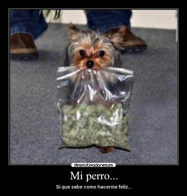 Mi perro... - 