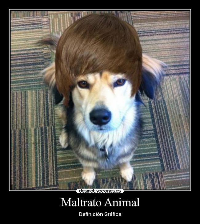 Maltrato Animal - 