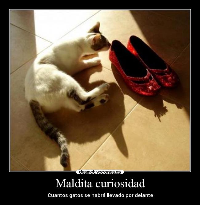 Maldita curiosidad - 