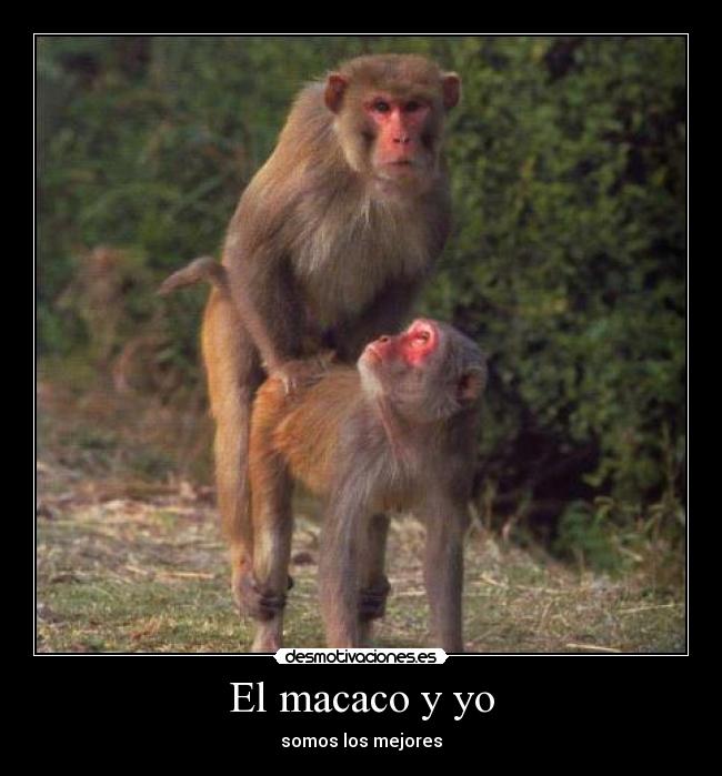 El macaco y yo -