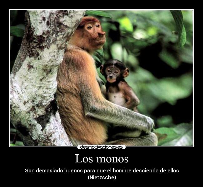 Los monos -