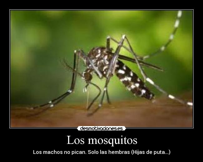 Los mosquitos -