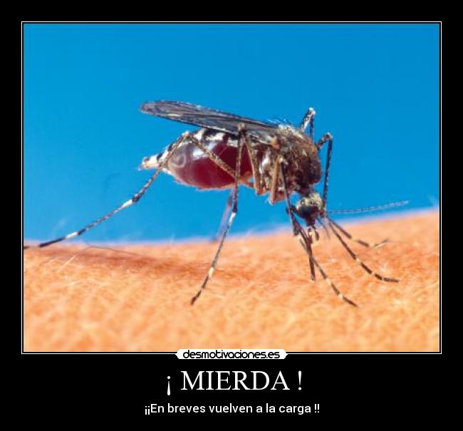 carteles mosquito chupar primavera desmotivaciones