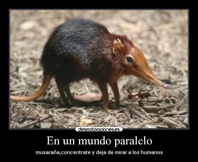 En un mundo paralelo -