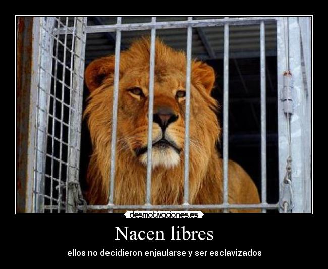 Nacen libres - 