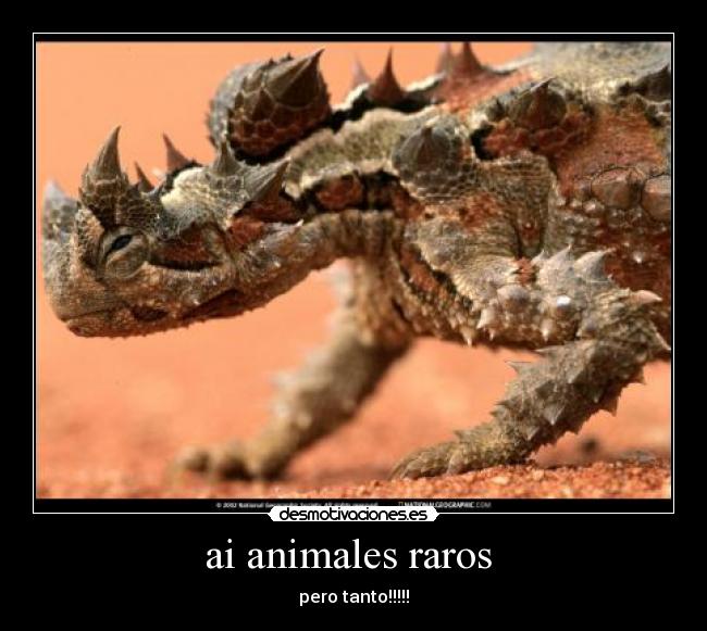 ai animales raros  - pero tanto!!!!!