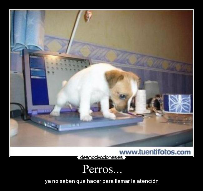 Perros... - ya no saben que hacer para llamar la atención