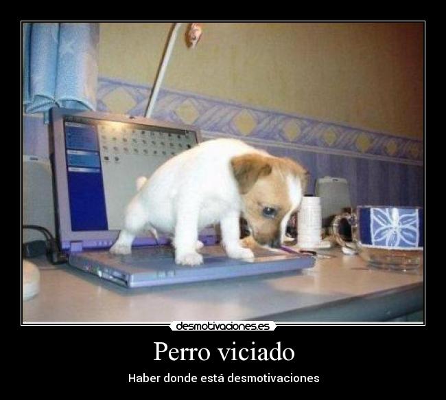 Perro viciado -