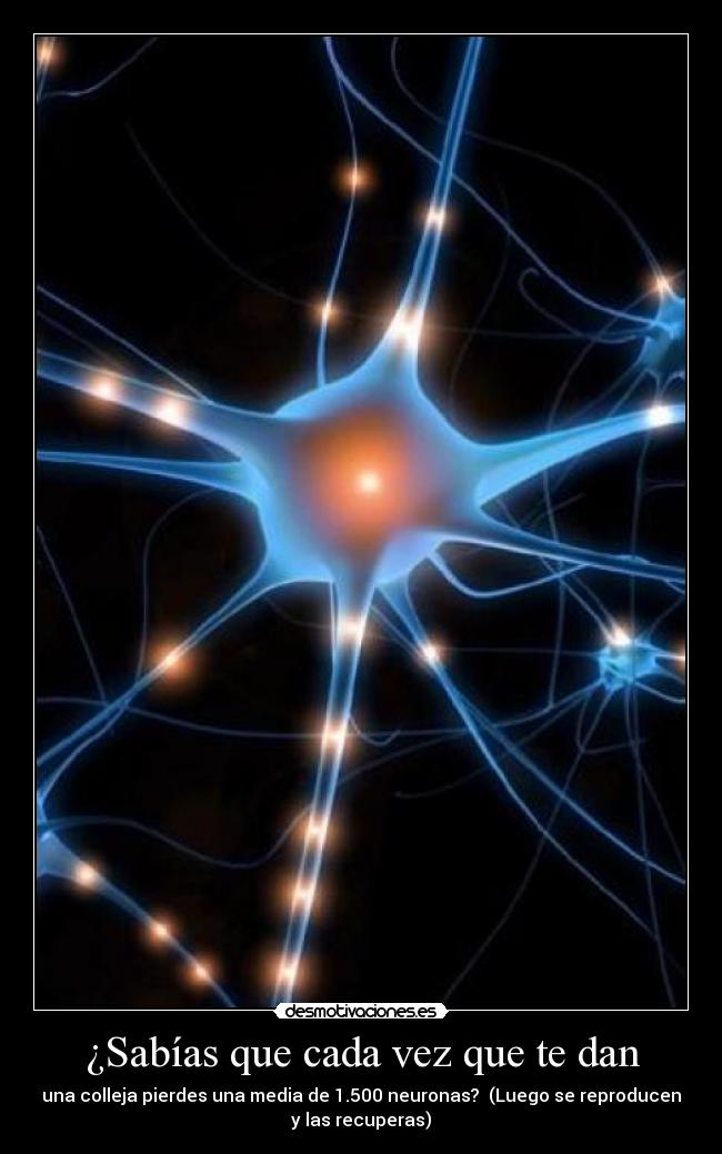 ¿Sabías que cada vez que te dan - una colleja pierdes una media de 1.500 neuronas?  (Luego se reproducen
y las recuperas)