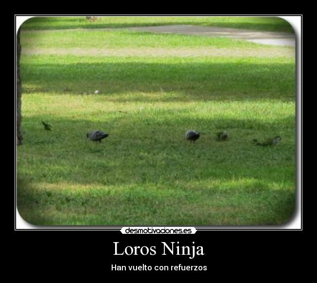 Loros Ninja -