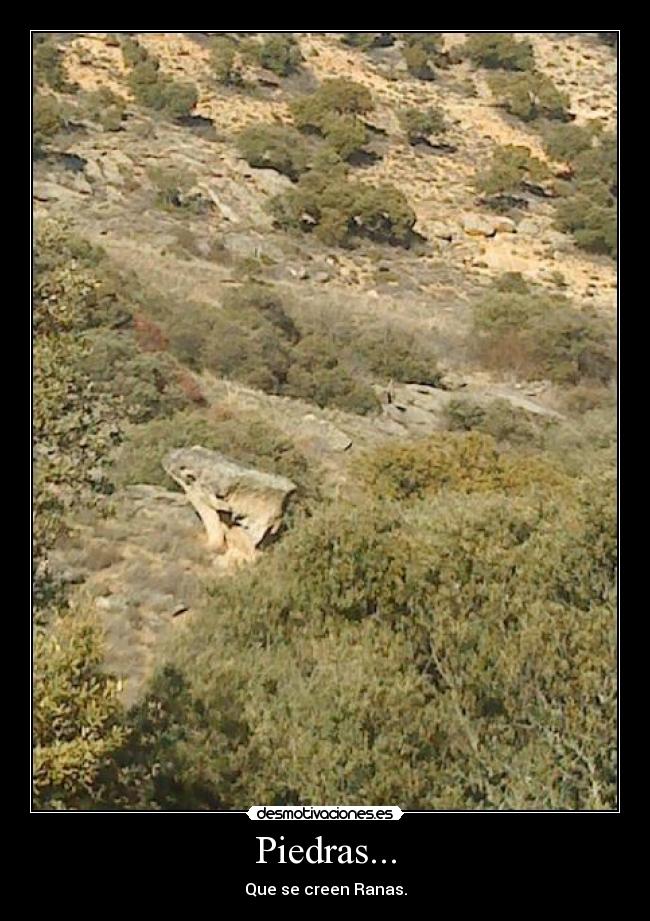 carteles ranas piedras desmotivaciones