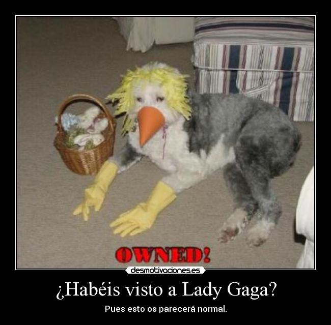 ¿Habéis visto a Lady Gaga? -