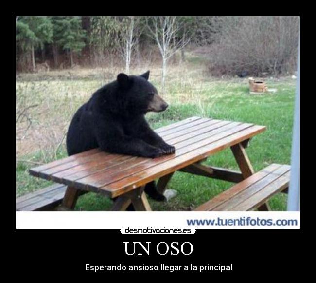 UN OSO -