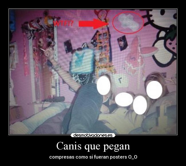 Canis que pegan - compresas como si fueran posters O_O