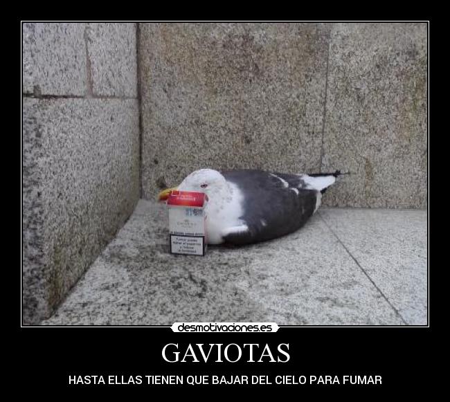 GAVIOTAS - 