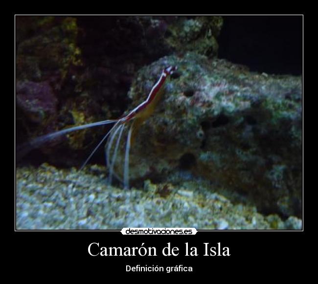 Camarón de la Isla - Definición gráfica