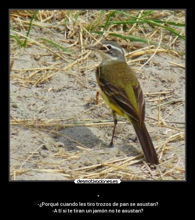 carteles pajaro pan jamon desmotivaciones