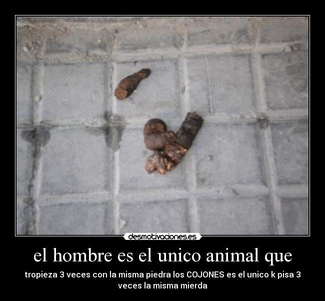 el hombre es el unico animal que - tropieza 3 veces con la misma piedra los COJONES es el unico k pisa 3
veces la misma mierda