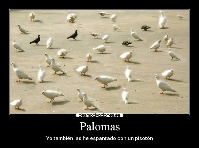 Palomas - Yo también las he espantado con un pisotón
