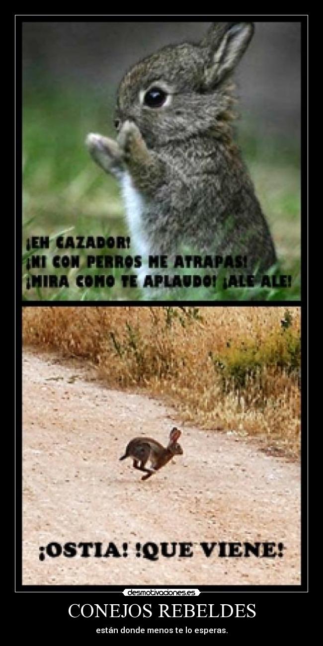 CONEJOS REBELDES -