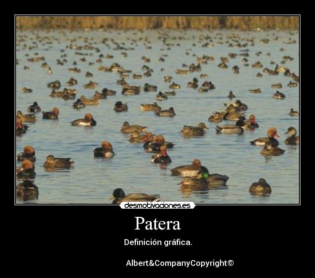Patera -