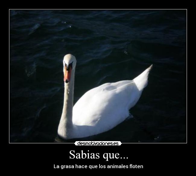 Sabias que... - La grasa hace que los animales floten