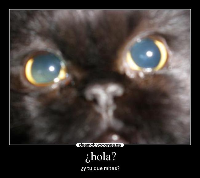 ¿hola? -
