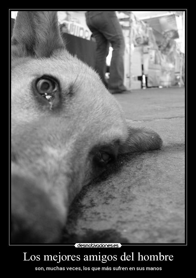 Los mejores amigos del hombre -